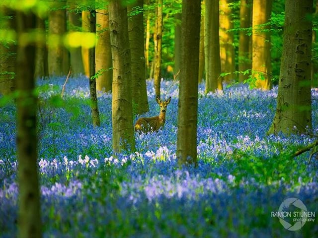 青と紫に輝くベルギーの森；Hallerbos（Halle Forest）