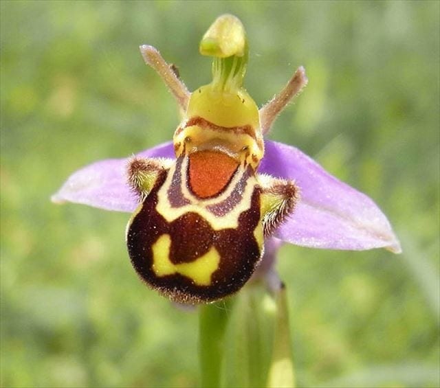 「世界の変な花」１０選；何か違うものに見えてしまう！