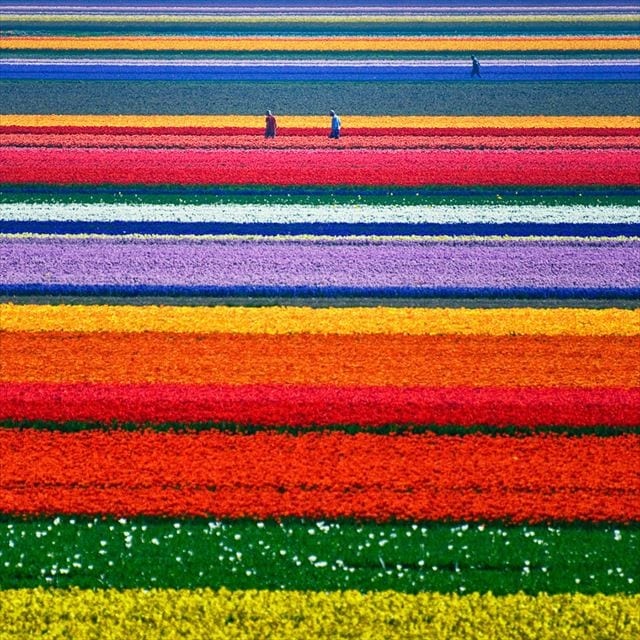 世界の絶景flower-tulip-fields-netherlands-1_R