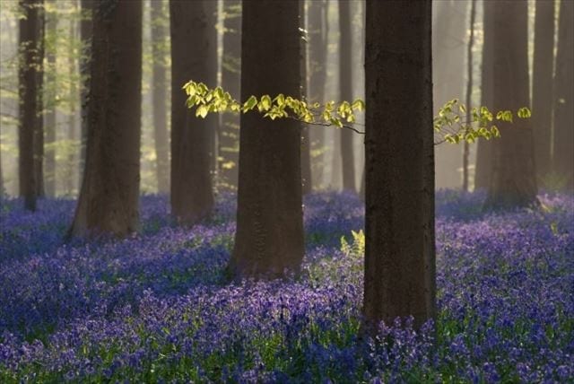 世界の絶景ochtend-in-het-hallerbos-in-belgie-273015_R