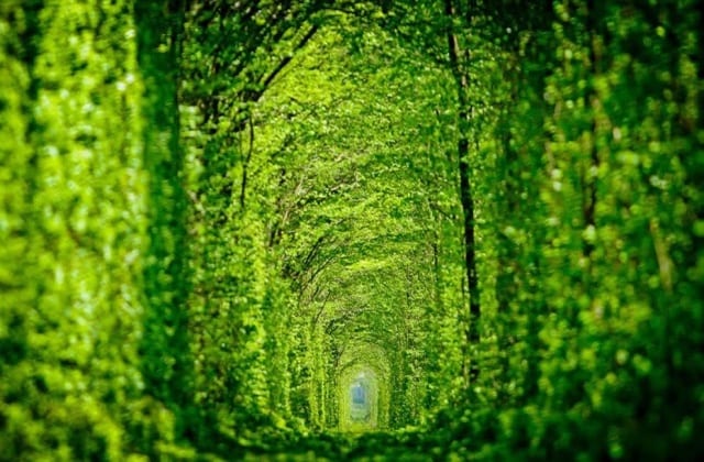 Tunnel-of-love-aka-green-mile-Kleven-train-tunnel