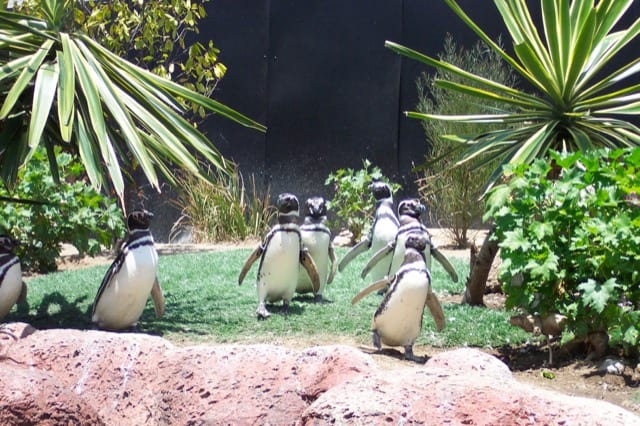  サンディエゴのシーワールドのペンギン