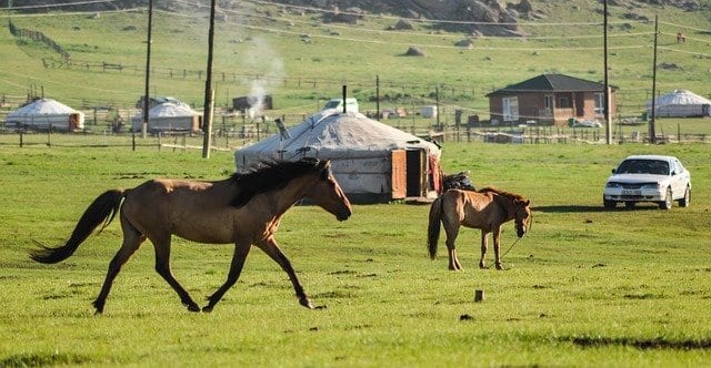 人と動物以上の関係がある！知られざるモンゴルの馬についての7つの真実