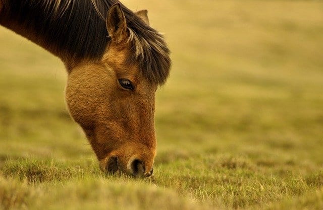 人と動物以上の関係がある！知られざるモンゴルの馬についての7つの真実