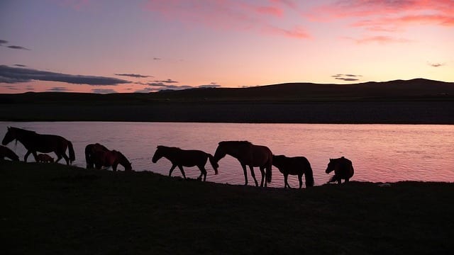 人と動物以上の関係がある！知られざるモンゴルの馬についての7つの真実