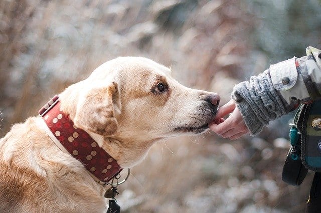 動物を愛するあなに知ってほしい世界のボランティア団体7選