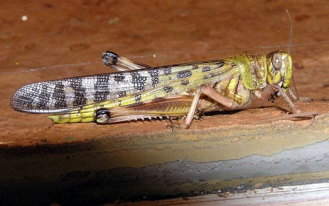 サバクトビバッタが怖すぎる（被害, 食用説, 現状など）