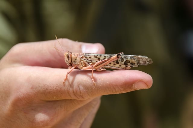 サバクトビバッタが怖すぎる（被害, 食用説, 現状など）