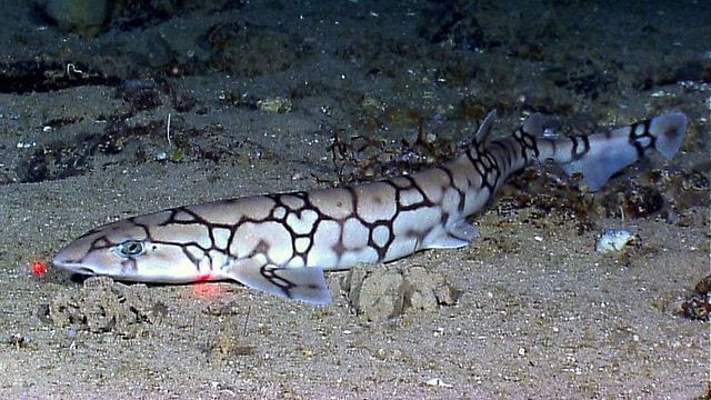 不思議で面白い深海魚の生態5選(世界最深部のブサカワ&ホラーな奴ら)
