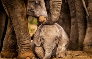 【7つの実話】動物の為ならどこへでも！世界のアニマルレスキューのお仕事を応援したい！