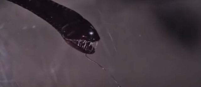 不思議で面白い深海魚の生態5選(世界最深部のブサカワ&ホラーな奴ら)