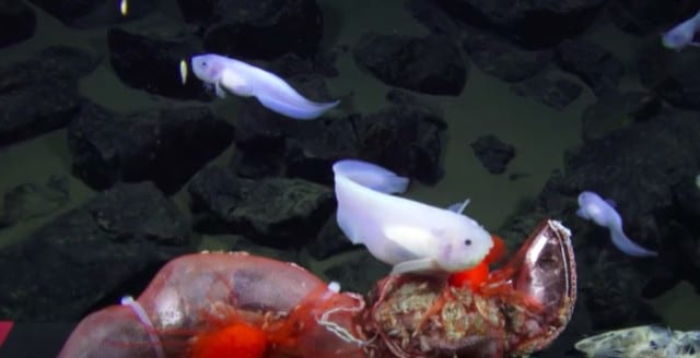 不思議で面白い深海魚の生態5選(世界最深部のブサカワ&ホラーな奴ら)