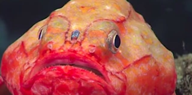 不思議で面白い深海魚の生態5選(世界最深部のブサカワ&ホラーな奴ら)