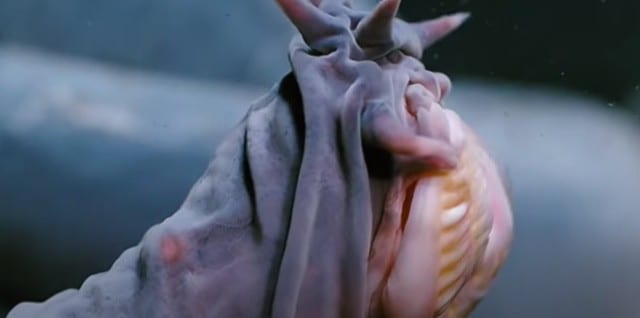 不思議で面白い深海魚の生態5選(世界最深部のブサカワ&ホラーな奴ら)