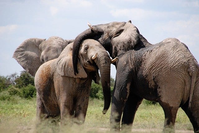 野生のゾウの密猟はなぜ起こる？7章でわかりやすく解説